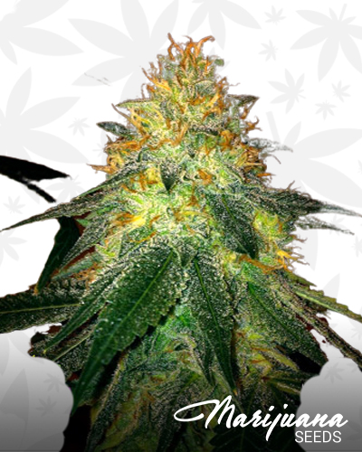 Inferno Haze F2