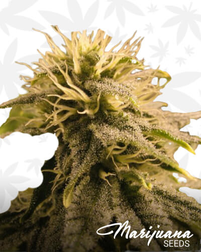Insane Chem 91 1