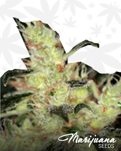 Intimidator OG