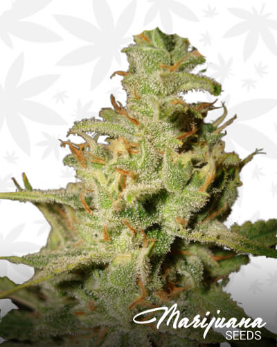Ipot 1