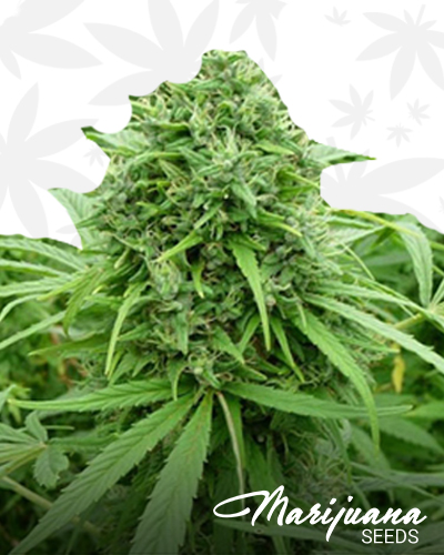 Iranian Auto Flower
