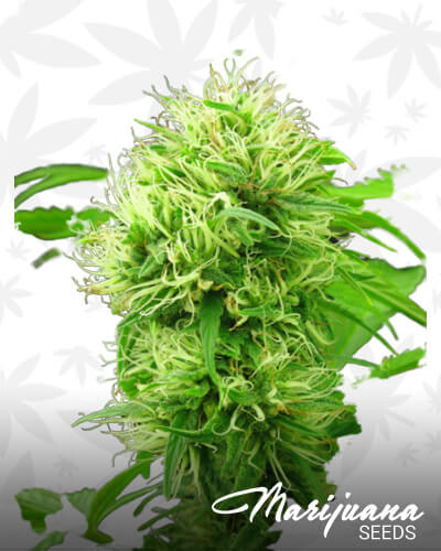 Iranian Bubba Kush 1