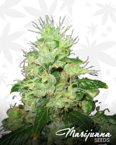 Iranian Chemdawg 1