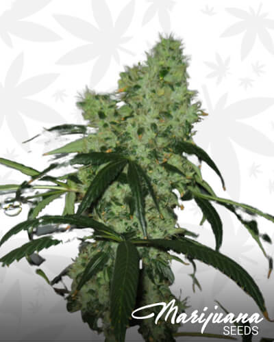Iranian Diesel 1