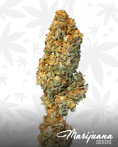 Iranian Haze 1