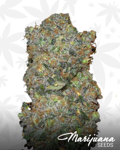 Iranian OG Kush 1
