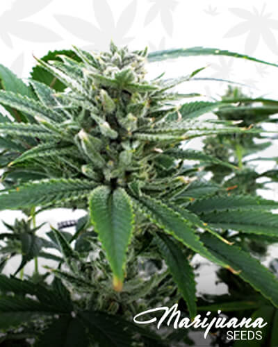 Irie OG 1