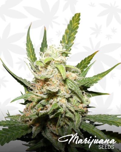 Irish Haze 7 1