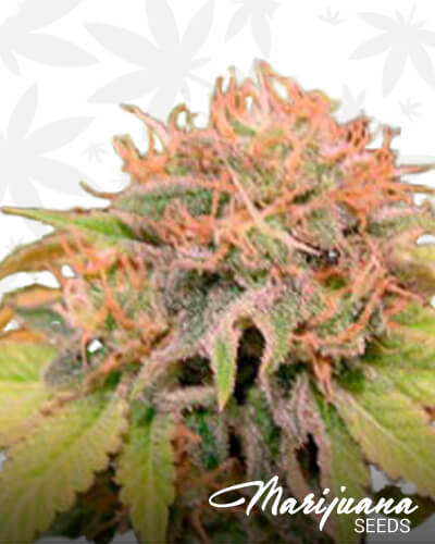 Iron Curtain Auto 1