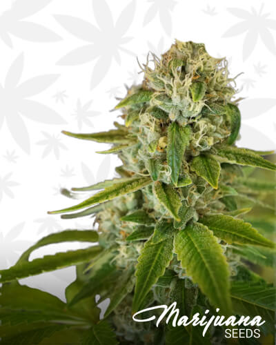 Iron Triangle OG 9 BX 1
