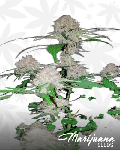 Island Mango Kush 1