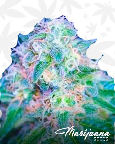 Island Sweet Skunk x ATF 1