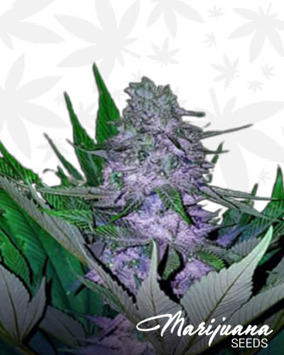 JBMxSativa