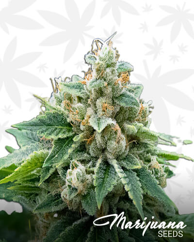 JJ Kush