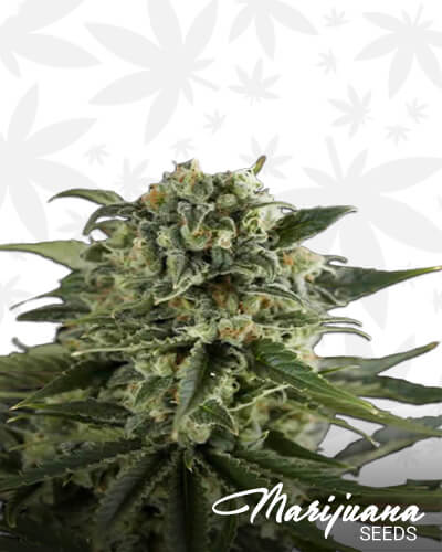 JYD Haze