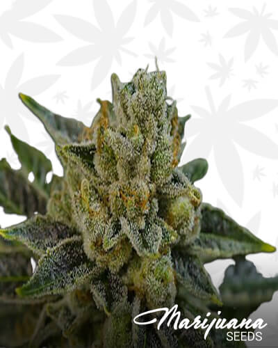 Jabba OG