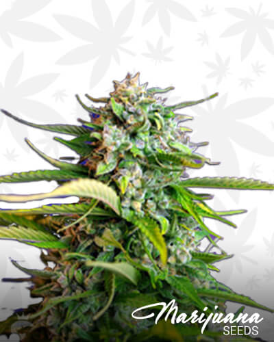 Jack 47 Auto