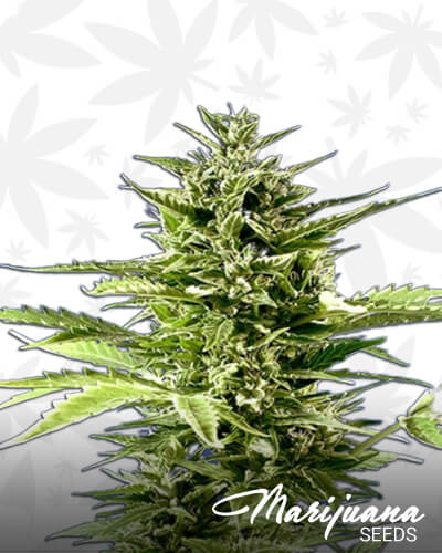 Jack Diesel Express