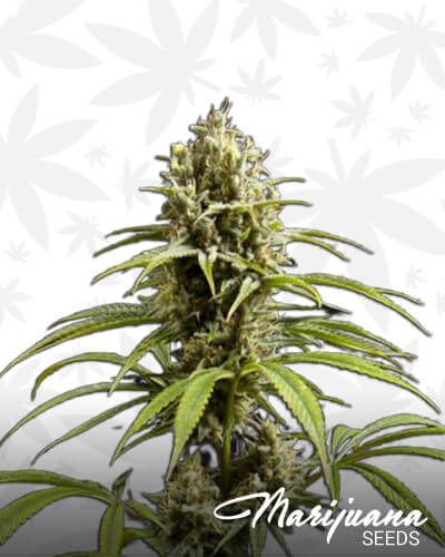 Jack El FruteroAka Fruity Jack