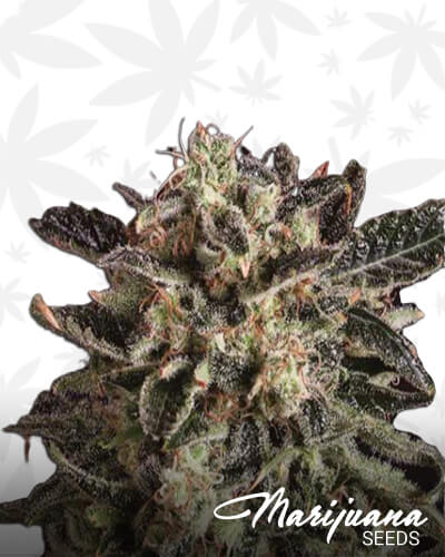 Jack Flash x SCBDx 1