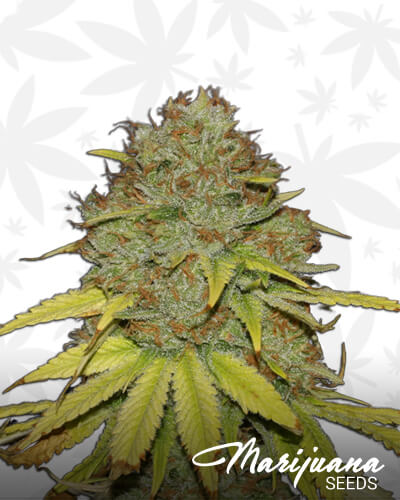 Jack Herer FAST