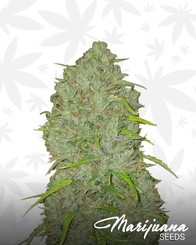 Jack Herer OG