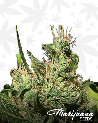 Jack Herer x NL5