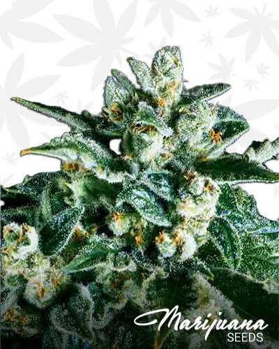 Jack Herer x SCBDx