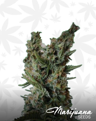 Jack Ultra CBD