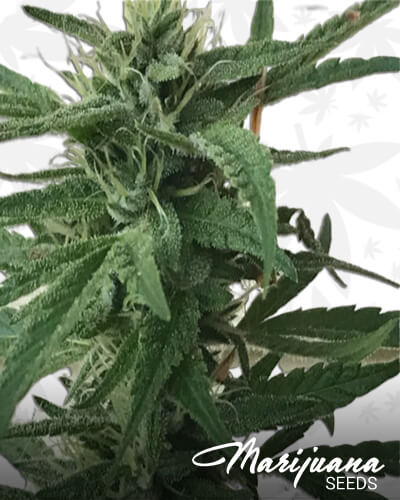 Jack the Ripper F2