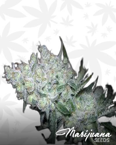jacks bells strain