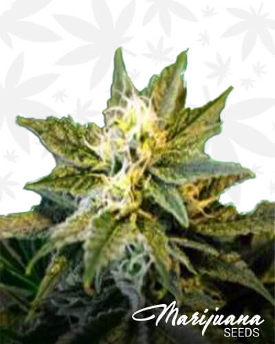 Jah Lion’s Breath