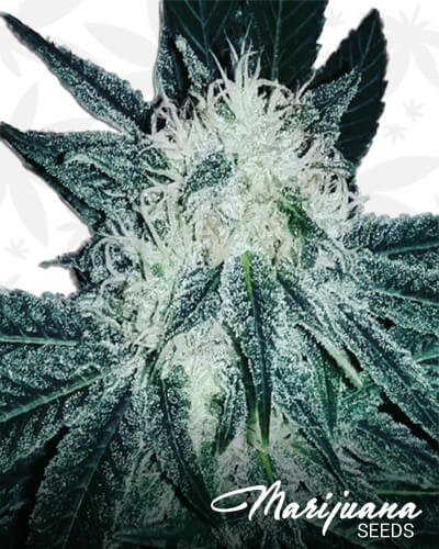 Jahkirevi Kush
