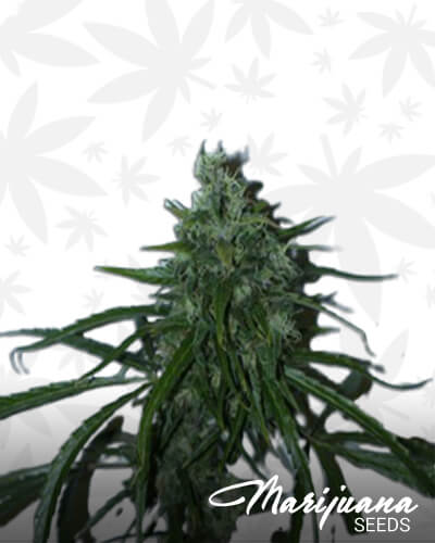 Jamaica Haze Thai x Double Jamaican