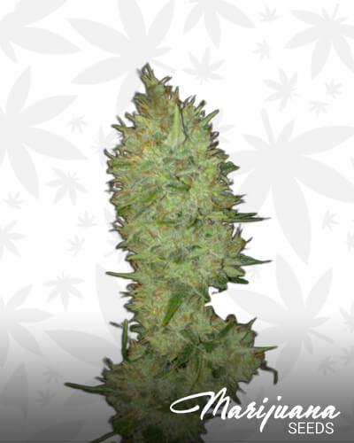 Jamaica Haze