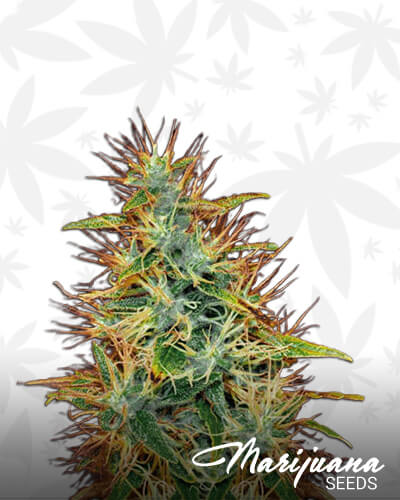 Jamaica Sativa