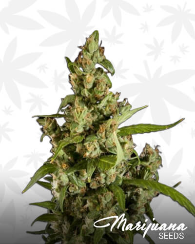 Jamaican Blueberry Bx