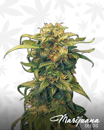 Jamaican Cheese