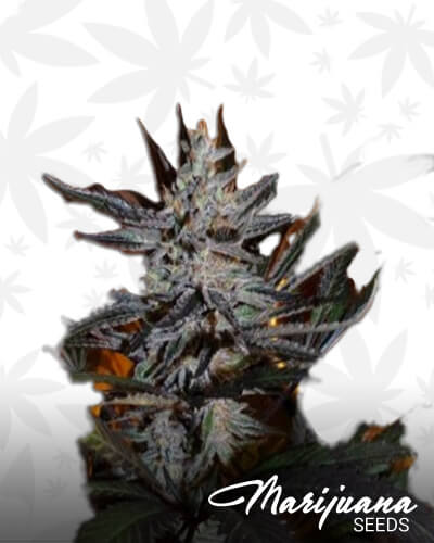 Jamaican Chunk