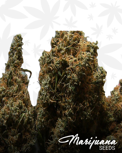 Jamaican Cookies