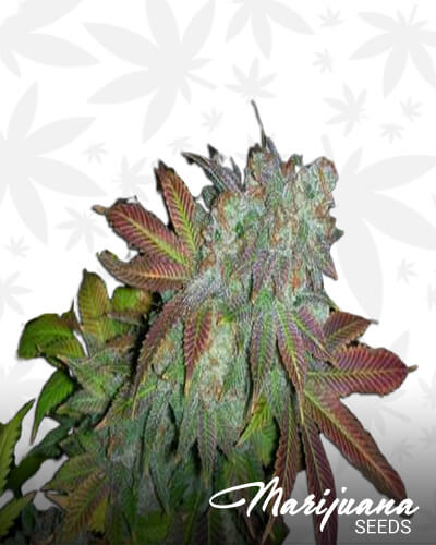 Jamaican D