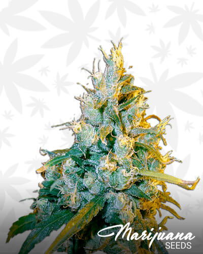 Jamaican Grape