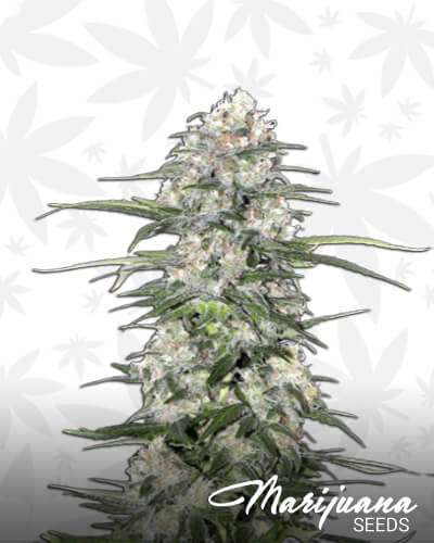 Jamaican Haze