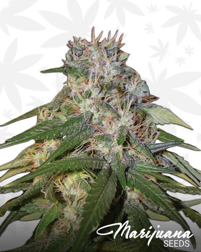 Jamaican High Grade