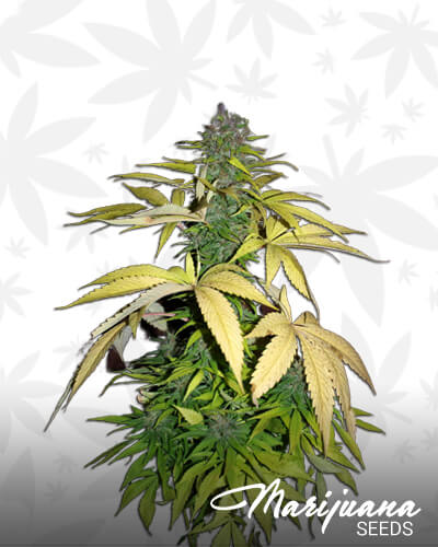 Jamaican Kush