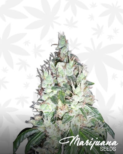 Jamaican OG