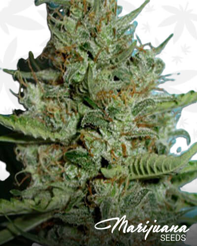 Jamaican Pineapple