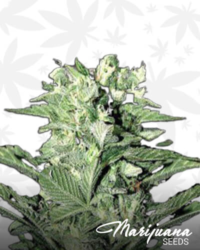 Jamaican Sensi