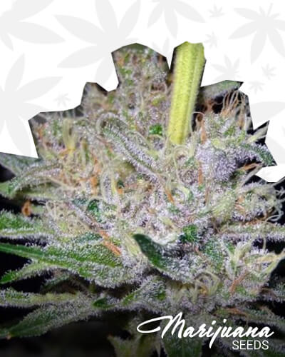 Jane’s OG