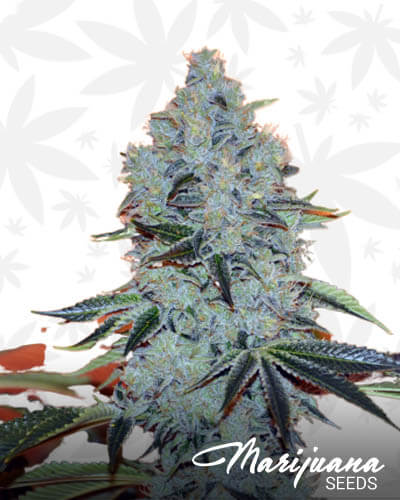Jawa Kush 1
